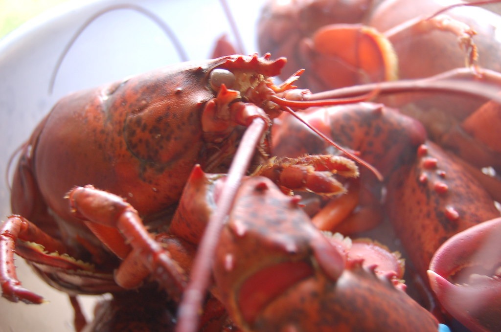 Representative image for Boiled Lobster